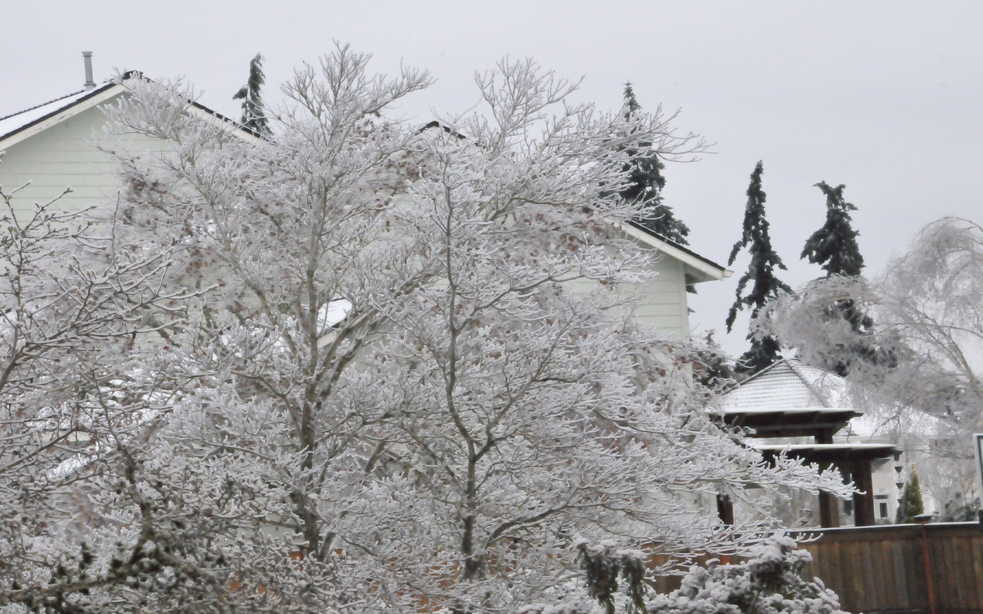 ./Ice_Eugene_Oregon_20240115_131955_C24_3198.jpg