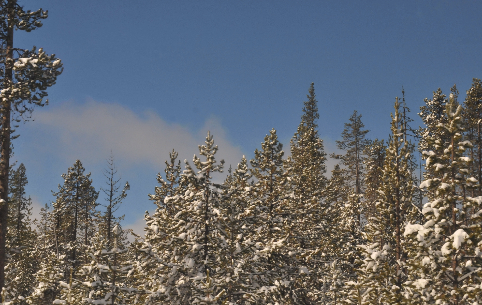 ./Amtrak_Snow_Oregon_20180226_111454_C18_3264.jpg