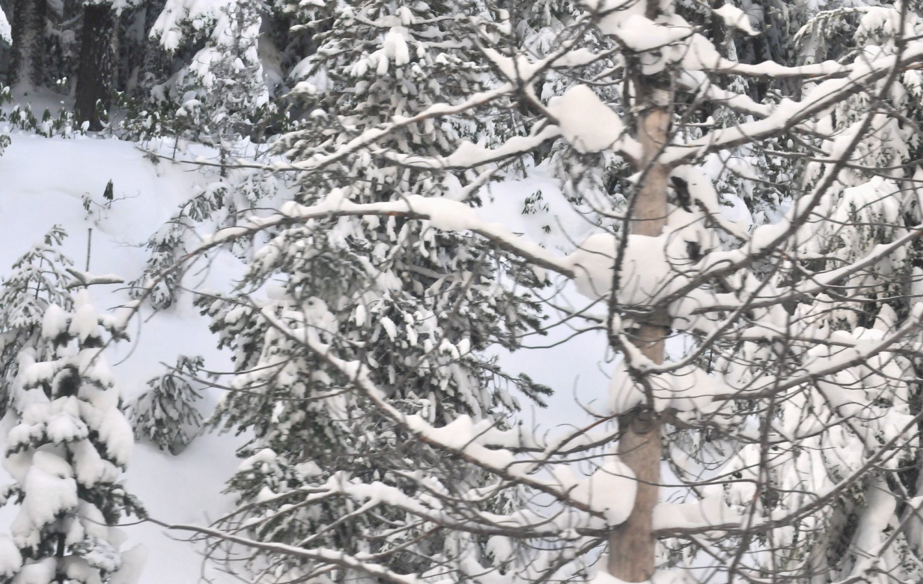 ./Amtrak_Snow_Oregon_20180226_111557_C18_3267.jpg