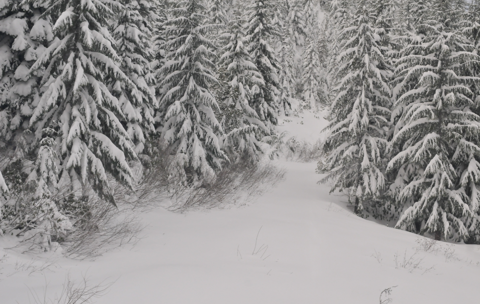 ./Amtrak_Snow_Oregon_20180226_113741_C18_3290.jpg