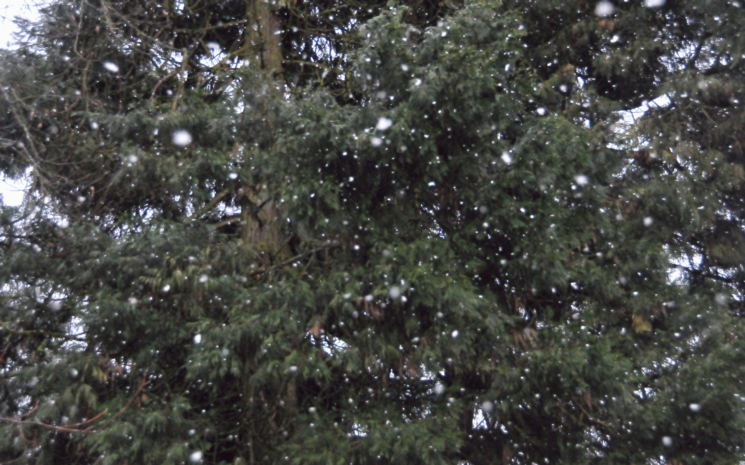 ./Snow_Eugene_20240301_104159_C24_0013.jpg