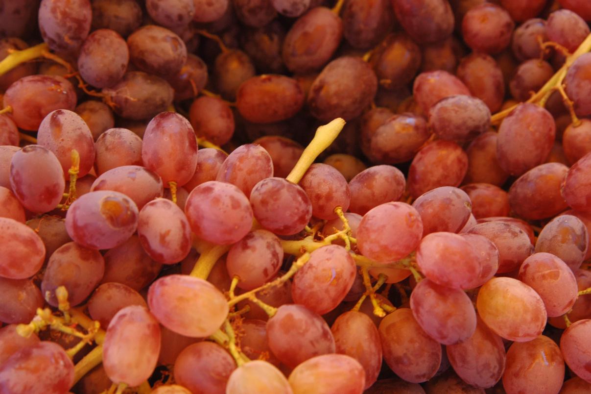 ./Grape_20070000_03.jpg