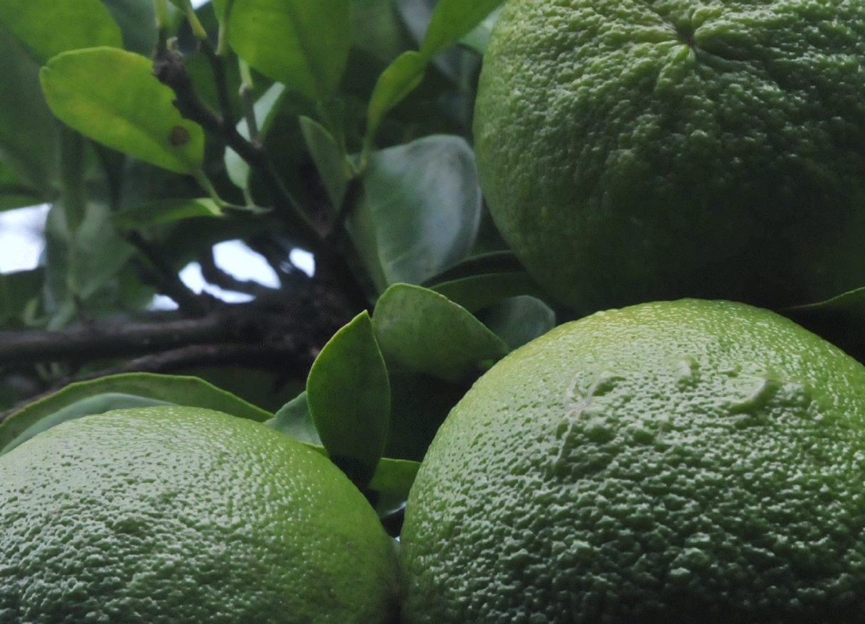 ./Lime_20111119_093245_Ometepe_Island_Lake_Nicaragua_B12_1827.jpg