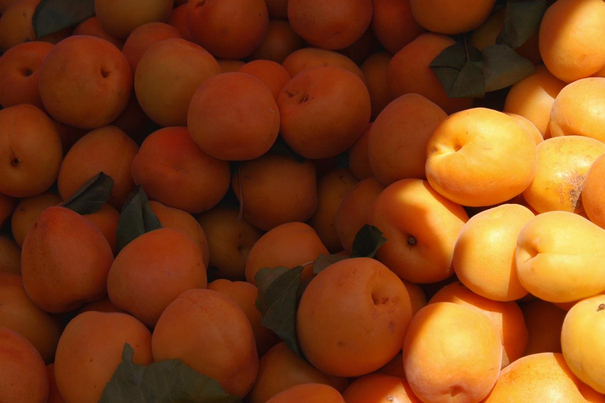 ./Apricots2007_01.jpg