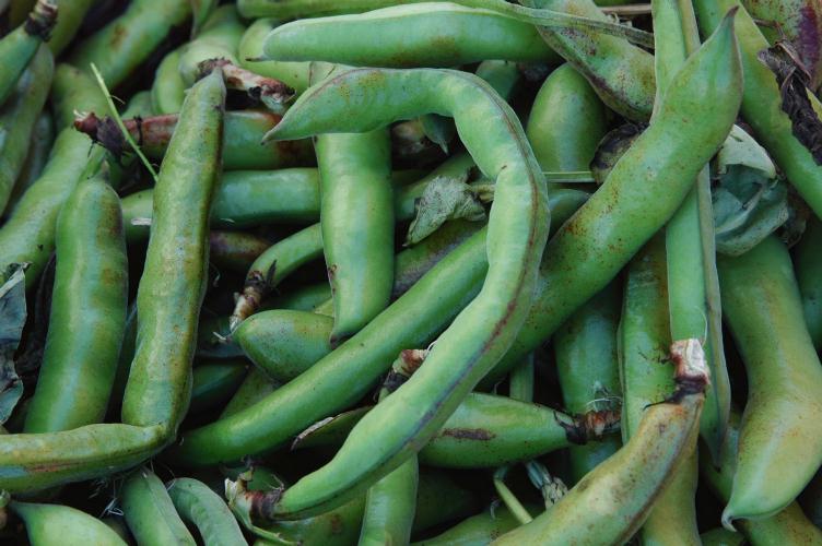 ./Green_Beans_2006_01.jpg