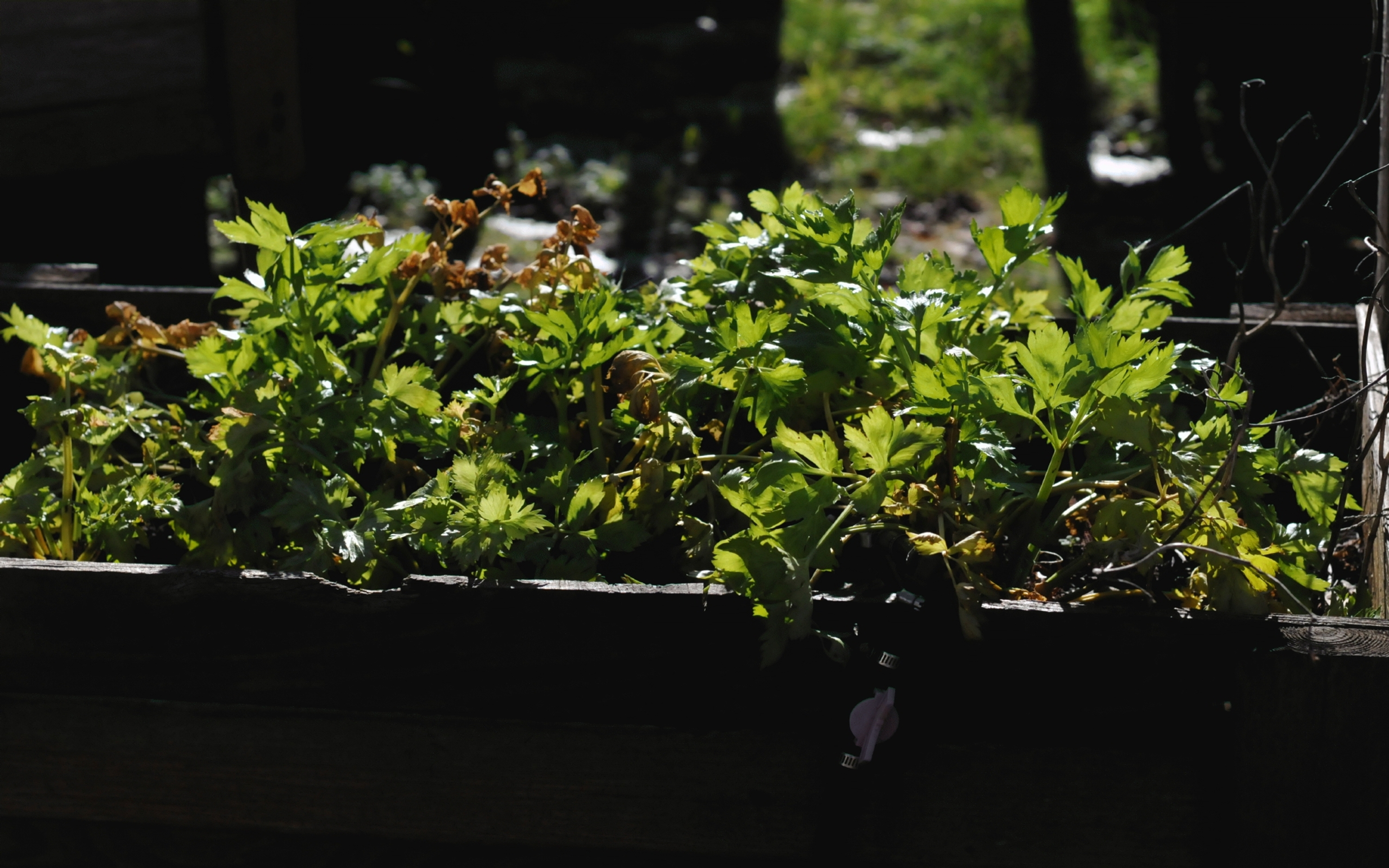 ./Celery_Raised_Vegetable_Garden_20250209_150621_C25_1917.jpg