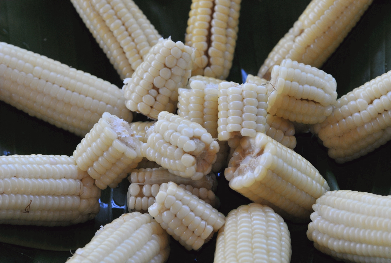 ./Corn_Food_Finca_Paso_Llano_Nicaragua_20111123_110403_B12_2793.jpg