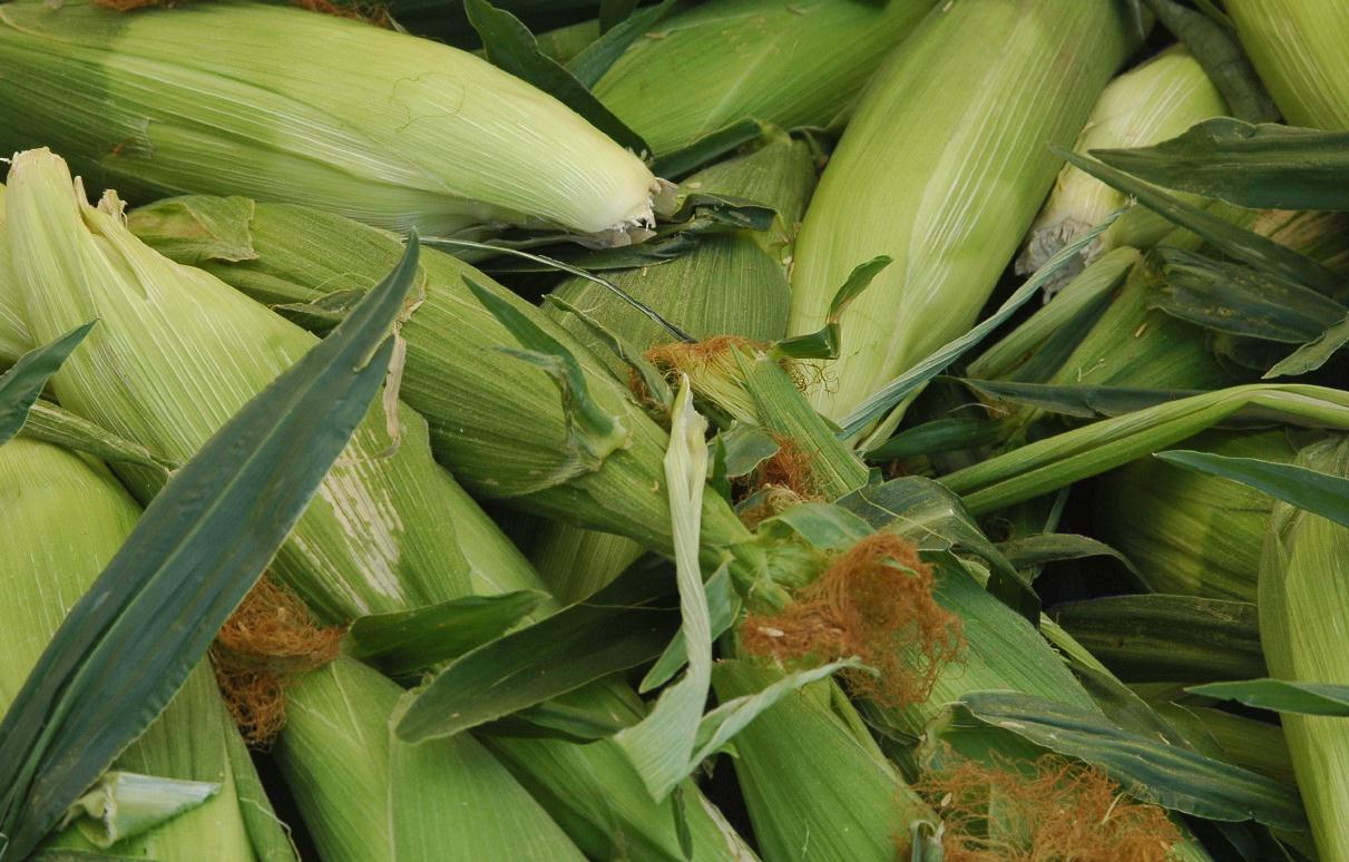 ./Corn_Husks_20070000_01.jpg