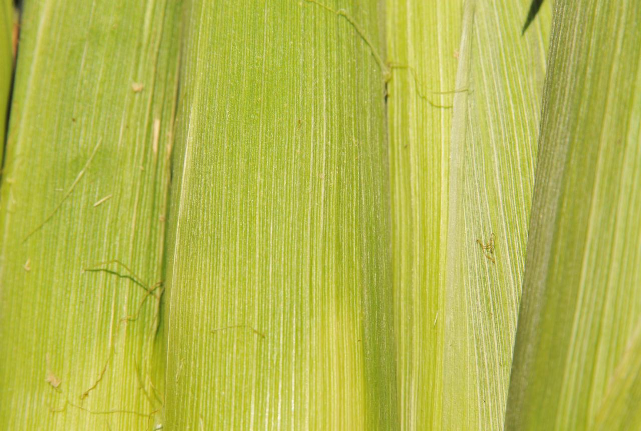 ./Corn_Husks_20080614_120916_SFFerryFarmersMarket_0145BCX.jpg