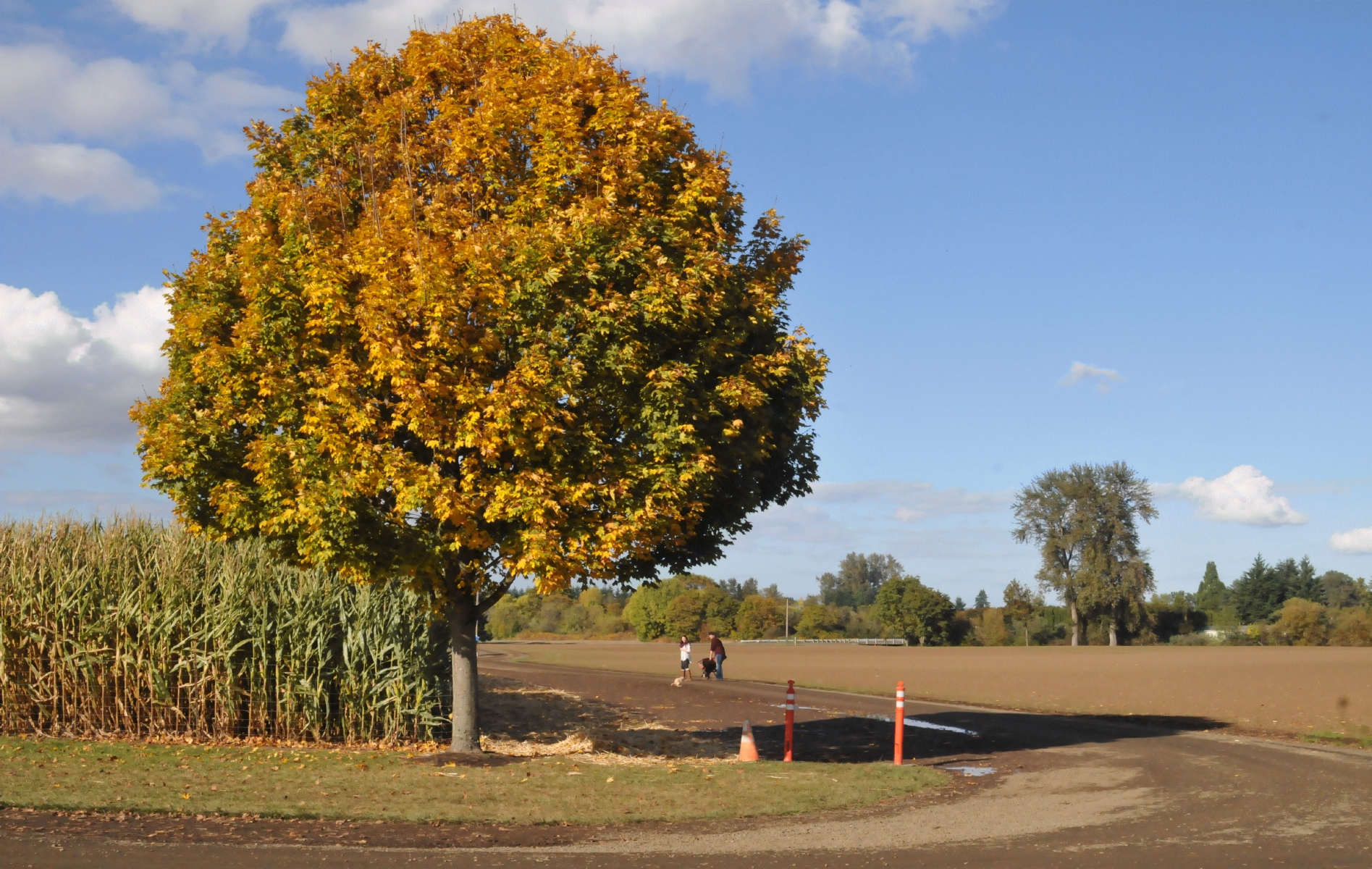 ./Lone_Pine_Pumpkin_Patch_20151026_150417_C15_4964.jpg