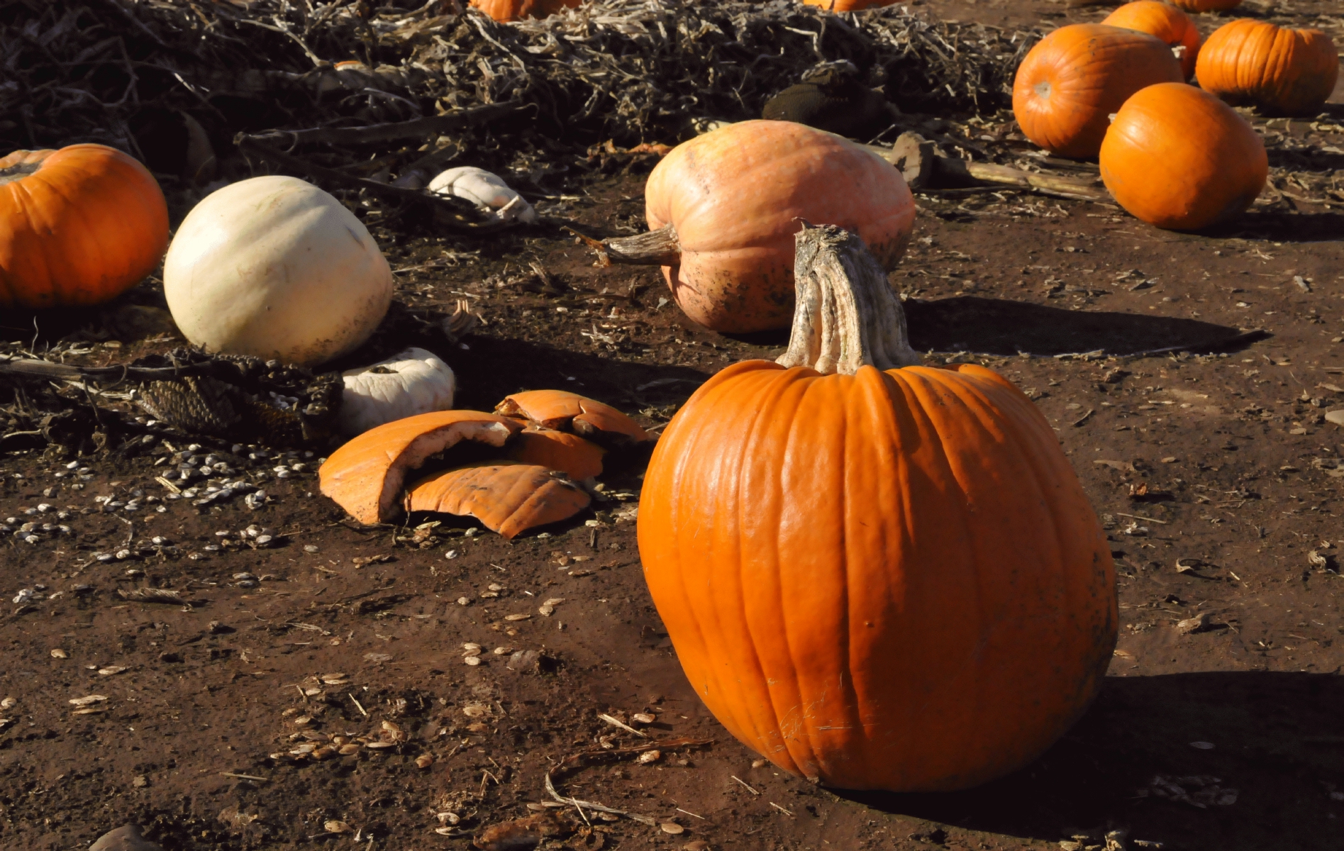 ./Lone_Pine_Pumpkin_Patch_20151026_151127_C15_4983.jpg