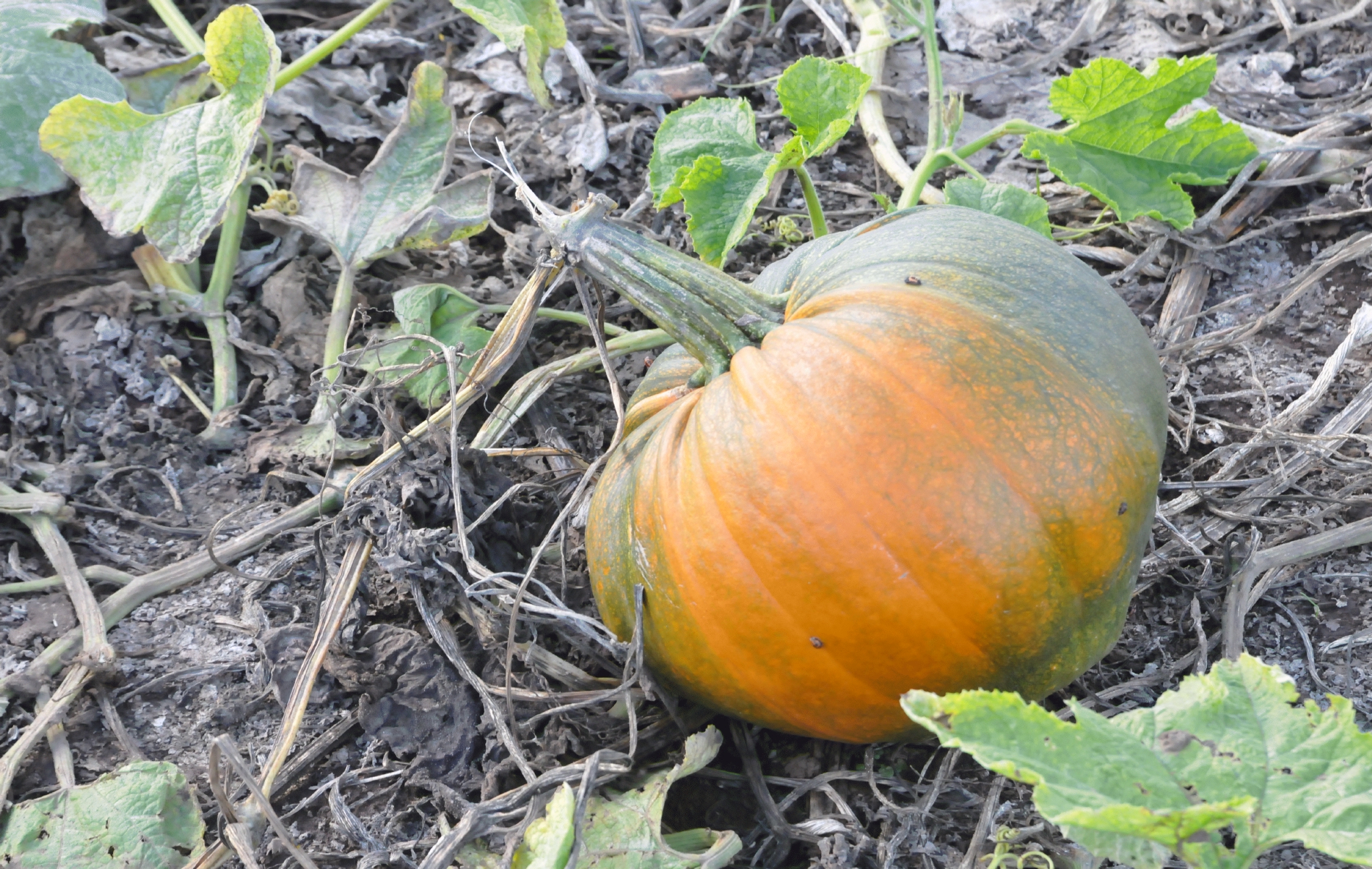 ./Lone_Pine_Pumpkin_Patch_20151026_151459_C15_4989.jpg