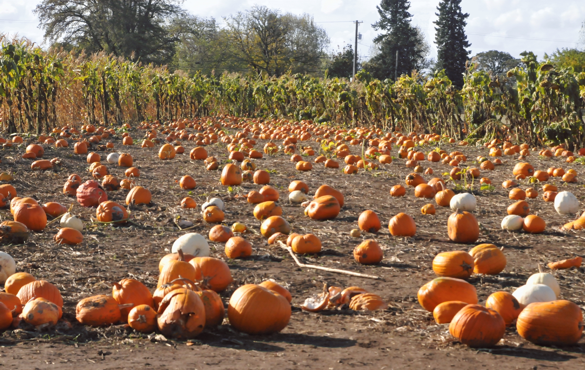 ./Lone_Pine_Pumpkin_Patch_20151026_152154_C15_4995.jpg