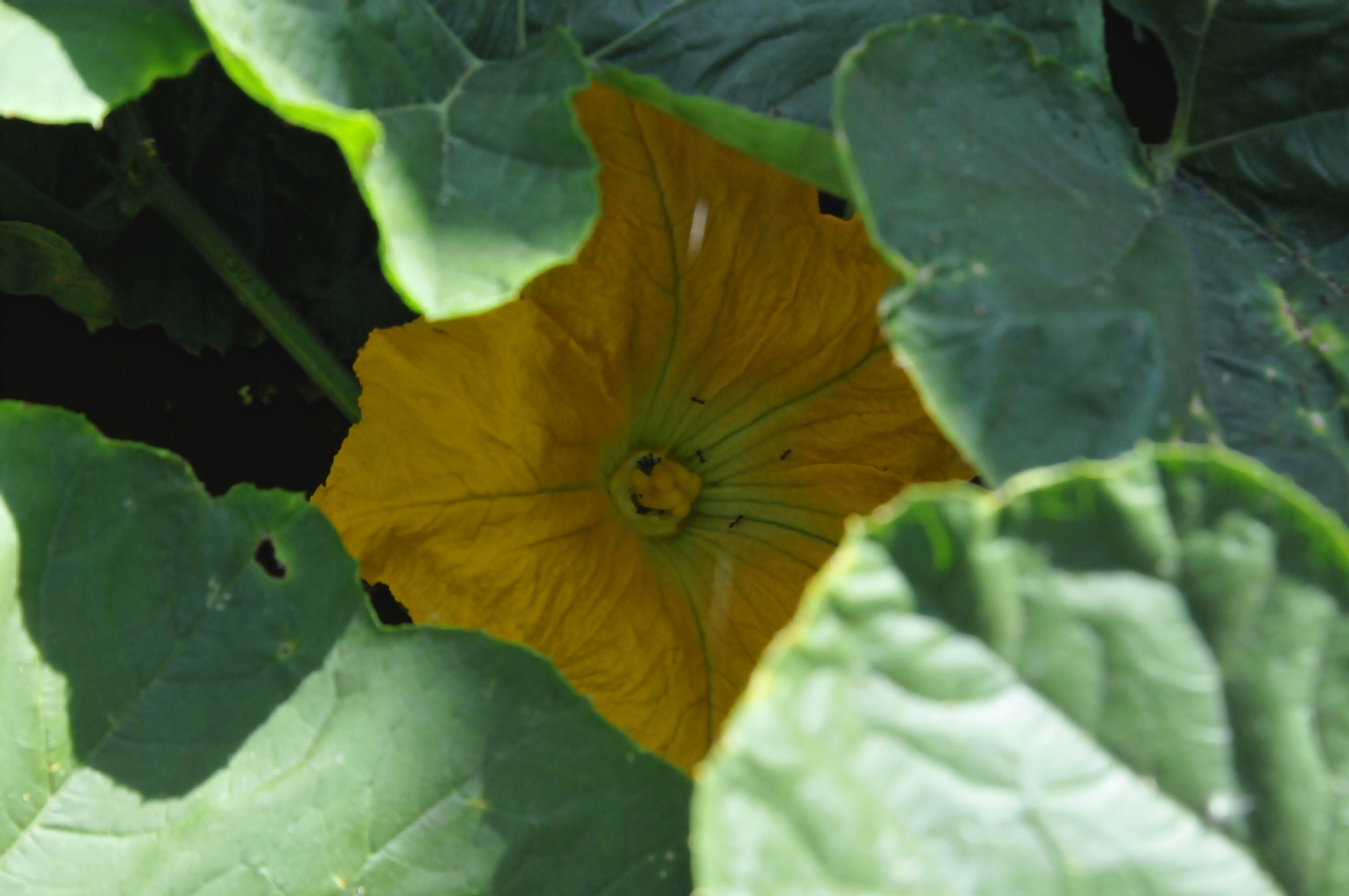 ./Pumpkin_Plant_20150615_095702_C15_3125.jpg