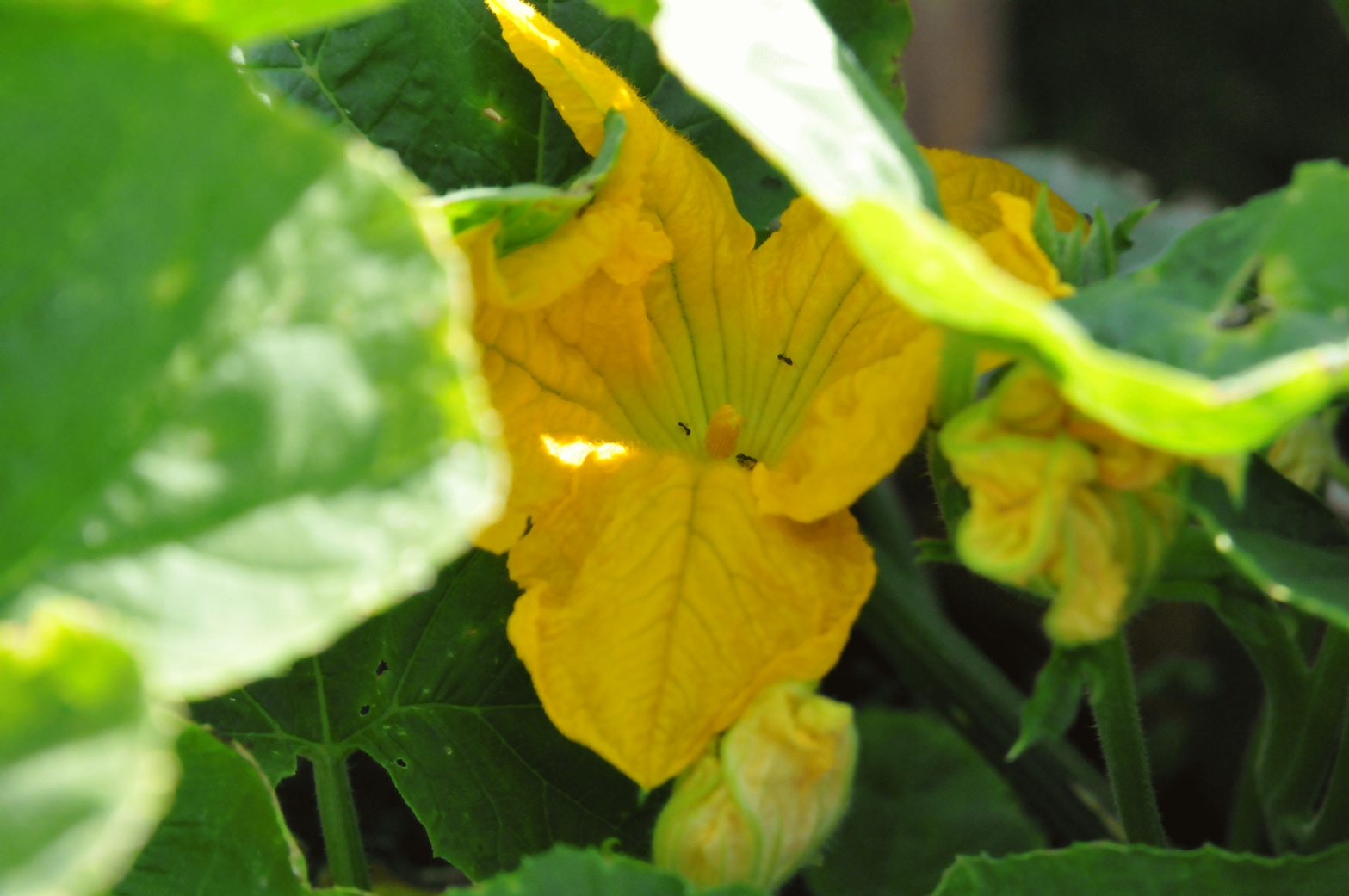 ./Pumpkin_Plant_20150615_095717_C15_3126.jpg