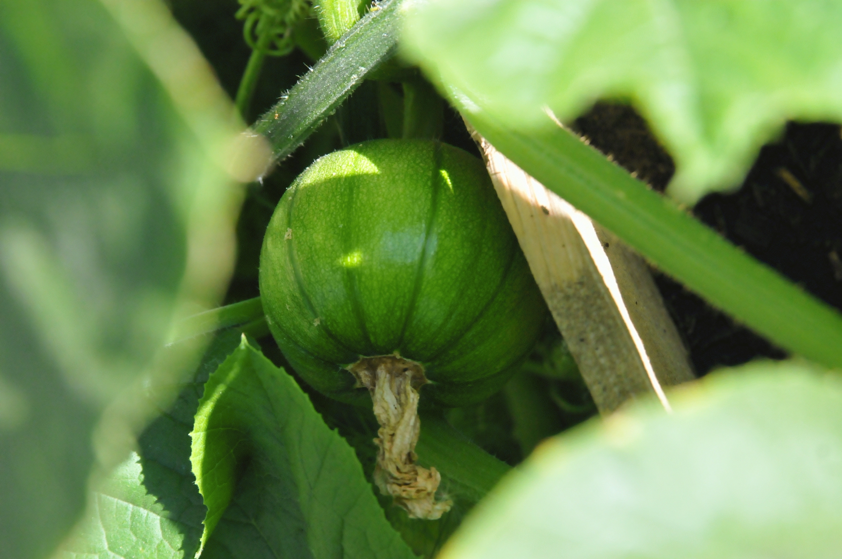 ./Pumpkin_Plant_20150615_095729_C15_3127.jpg