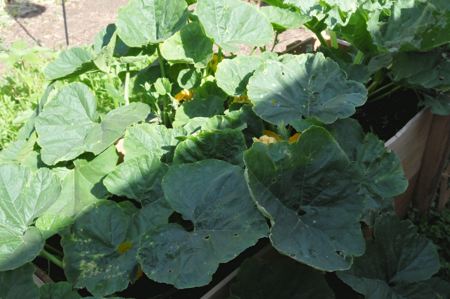 ./Pumpkin_Plant_20150615_095753_C15_3128.jpg