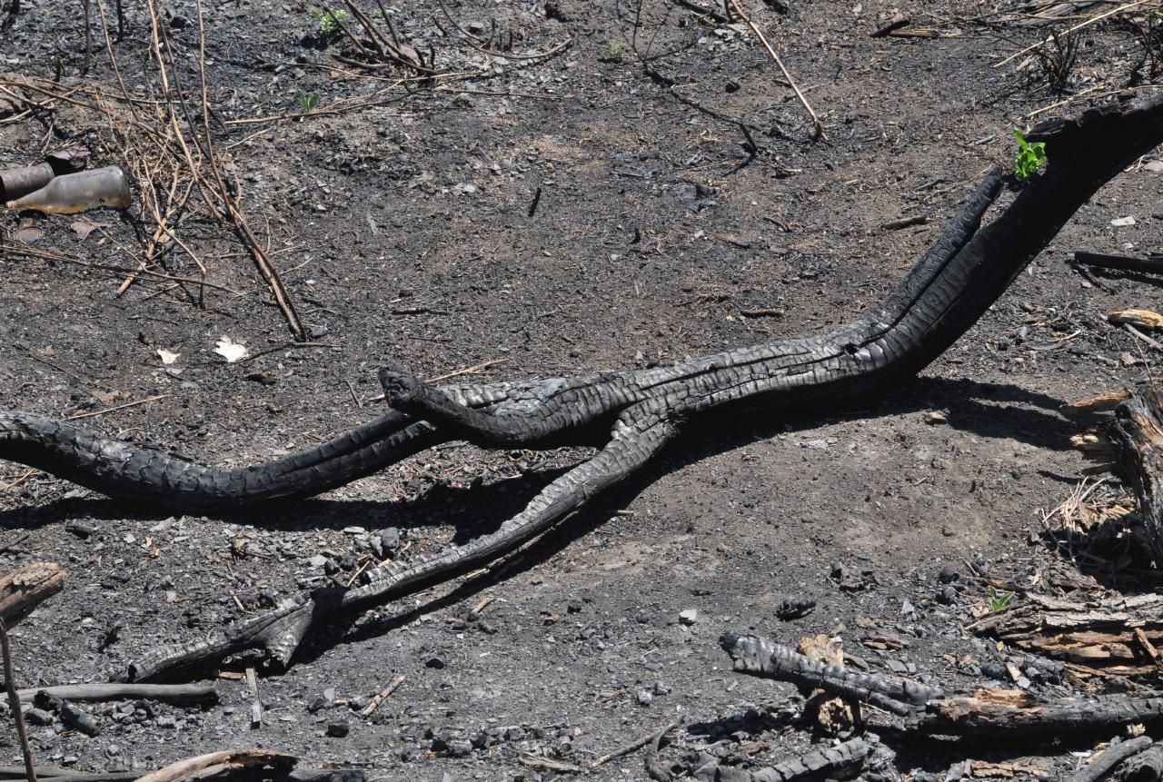 ./Burned_20100725_121758_Baypoint_Regional_Preserve_BCX_7602.jpg