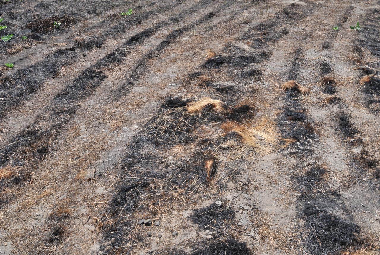 ./Burned_20100725_121948_Baypoint_Regional_Preserve_BCX_7606.jpg