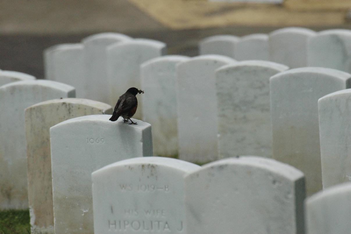 ./SFNatCemetery2007_04.jpg