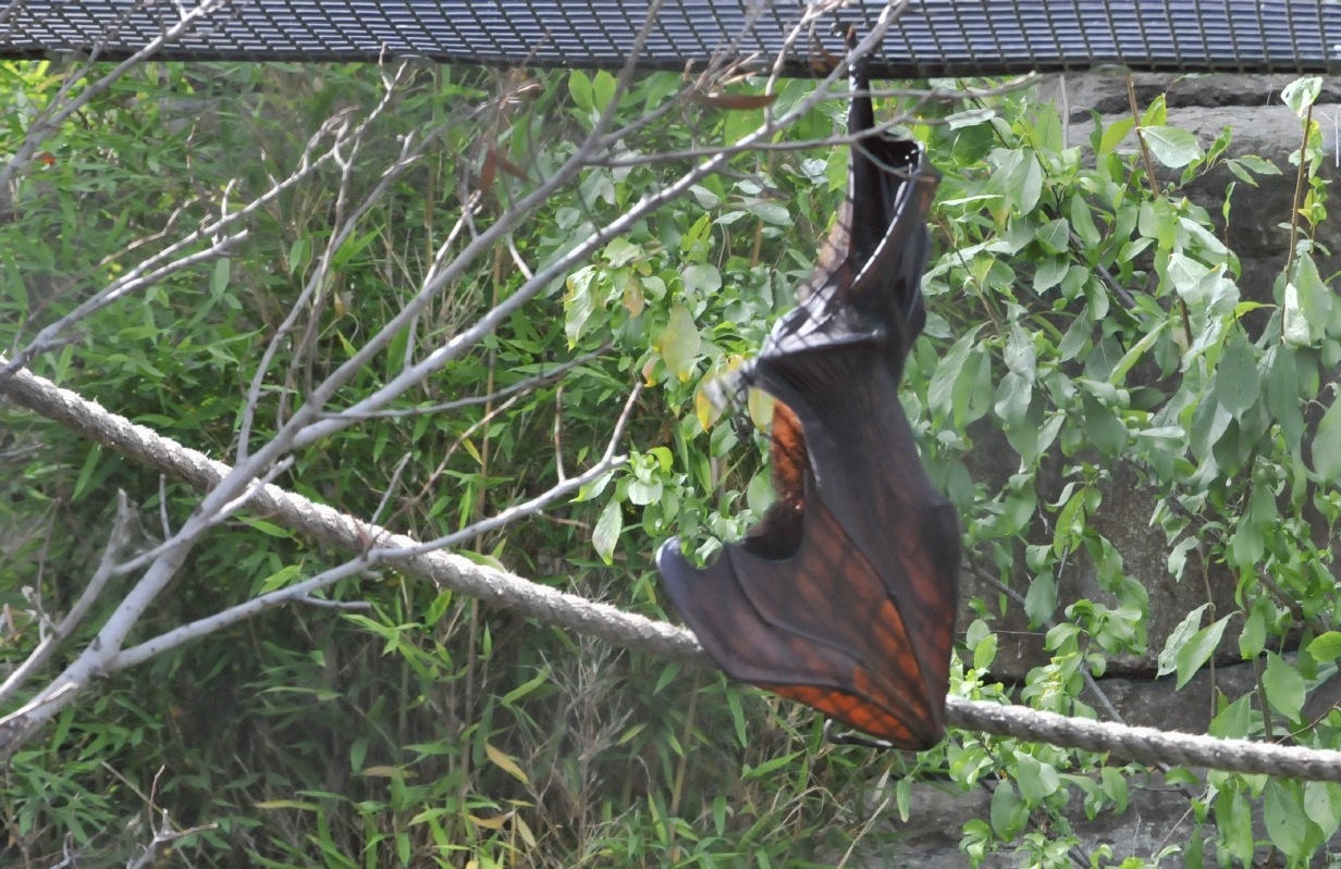 ./Halloween_20131006_123027_Oakland_Zoo_B13_7664.jpg