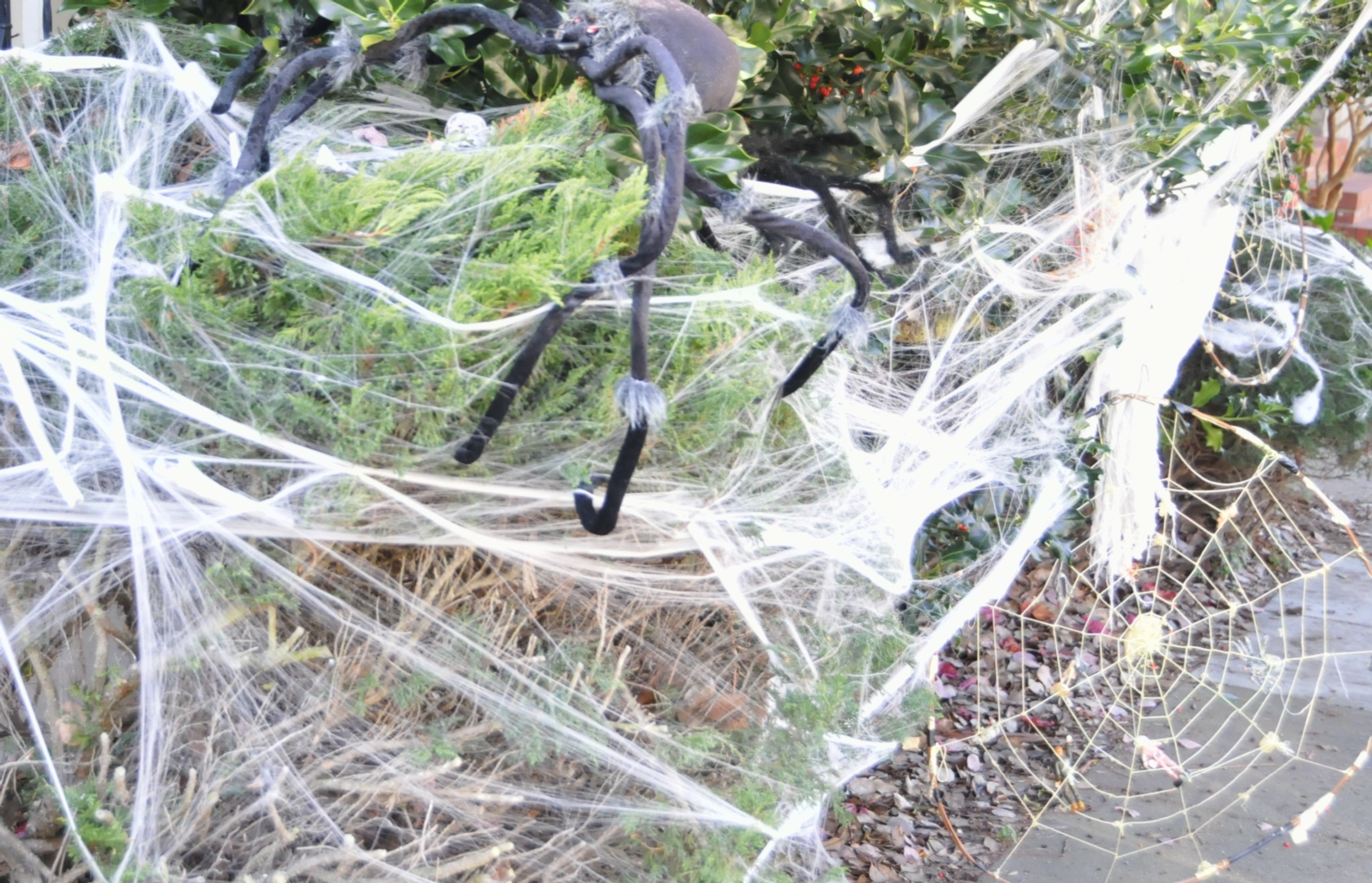 ./Spider_Halloween_20221026_103054_C22_1828.jpg