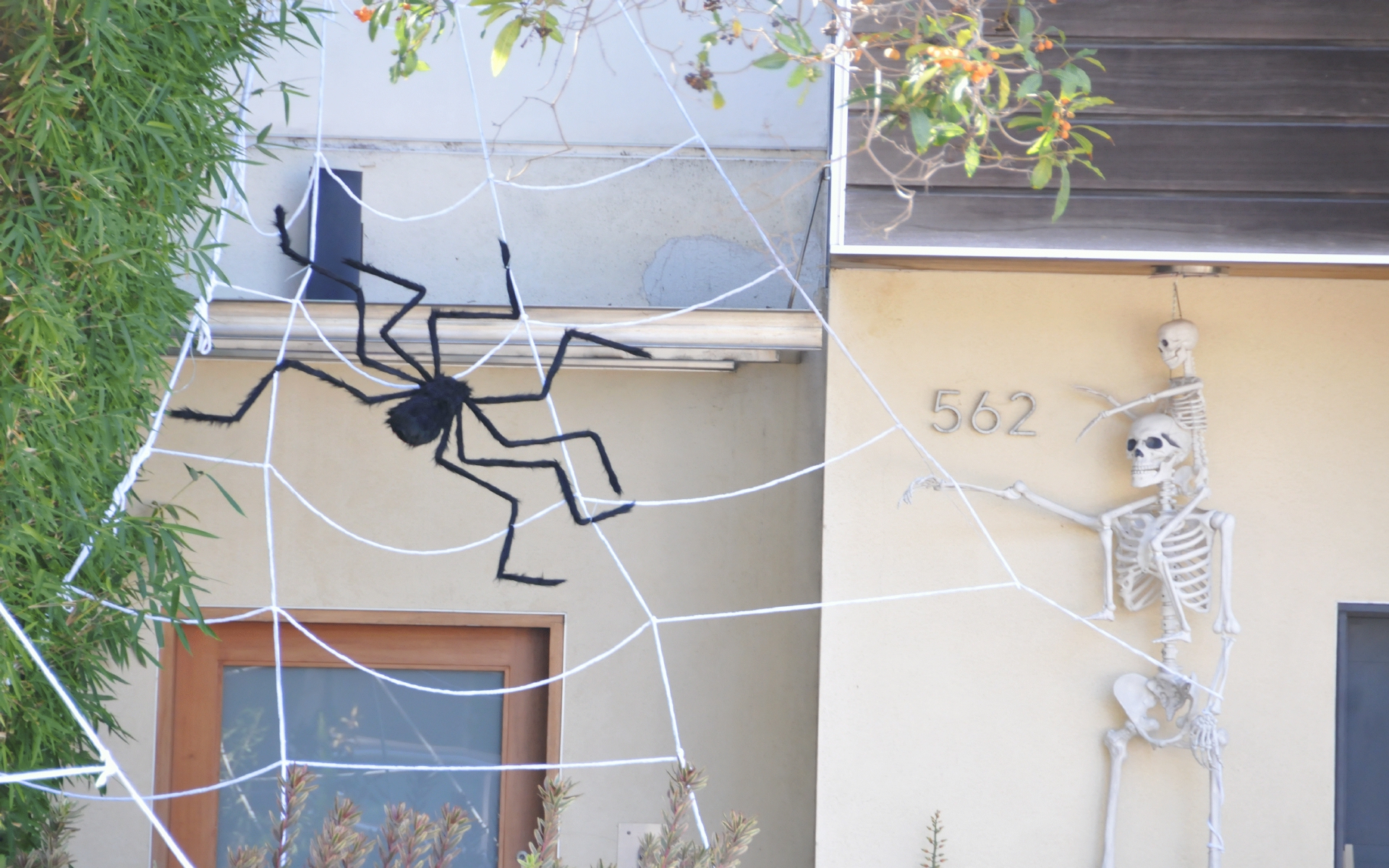 ./Spider_Halloween_20221026_133752_San_Francisco_C22_1933.jpg