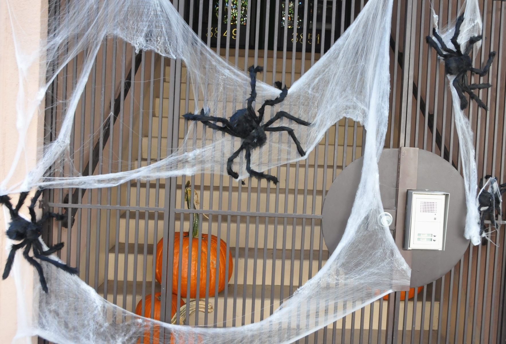 ./Spider_Halloween_20221029_103113_C22_2394.jpg