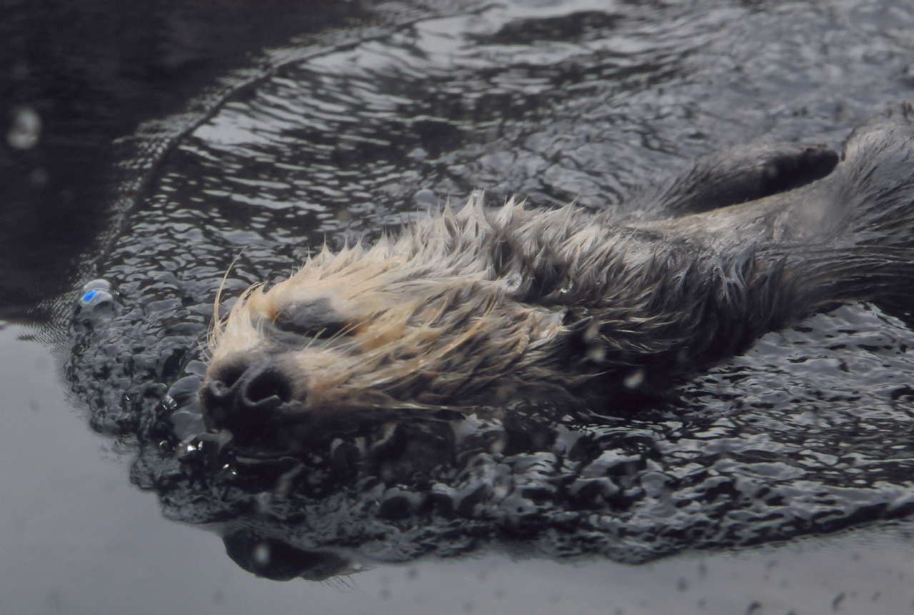 ./Monterey_Aquarium_20101020_143828_BCY_2047.jpg