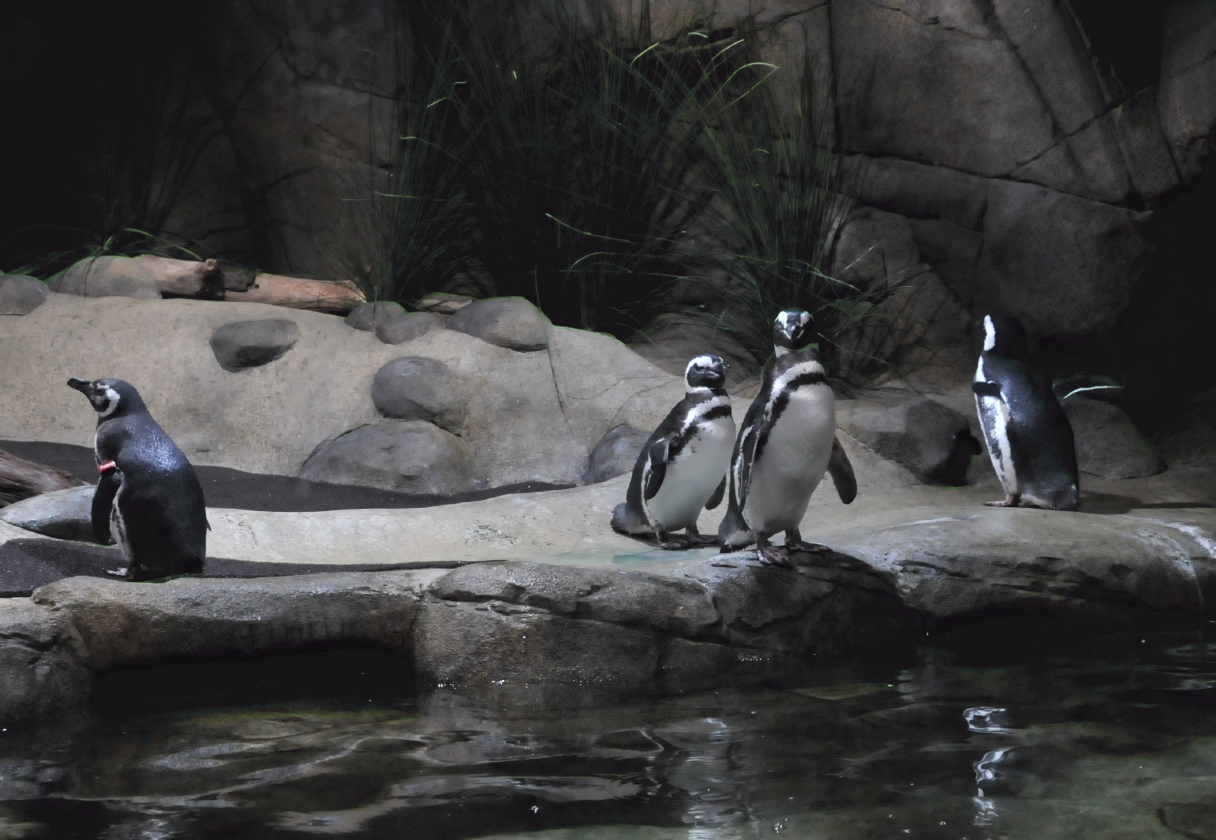 ./Monterey_Aquarium_20101020_145950_BCY_2089.jpg