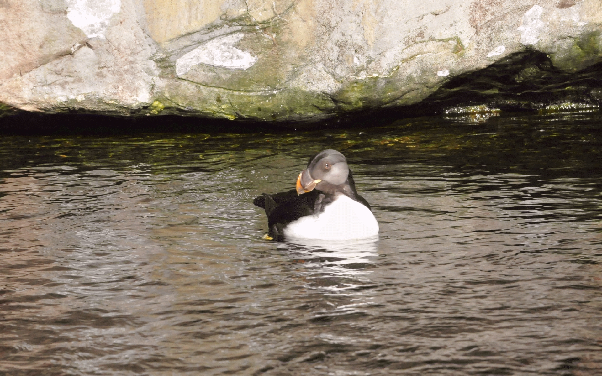 ./Newport_Aquarium_20160102_114855_C16_5907.jpg