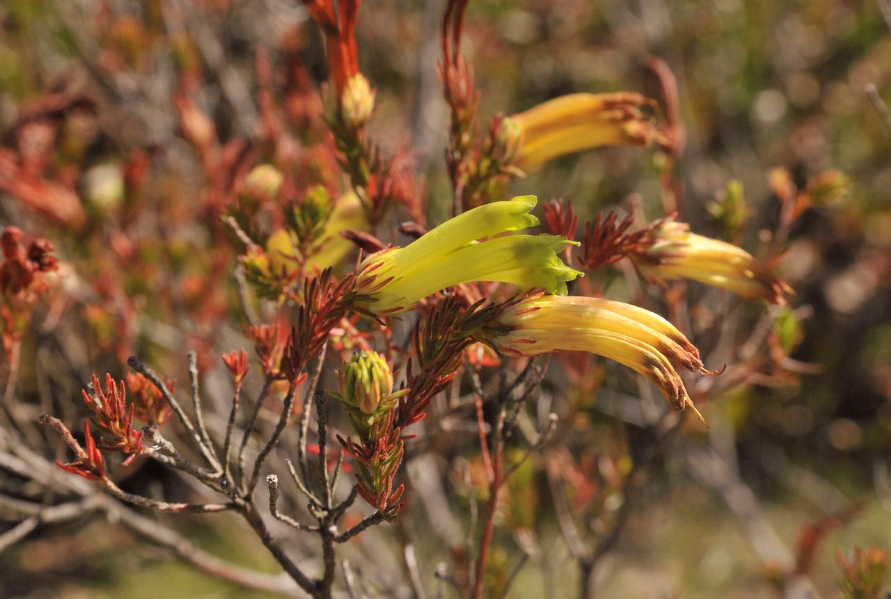 ./ArboretumSantaCruz20100311_122920_2554BCX.jpg