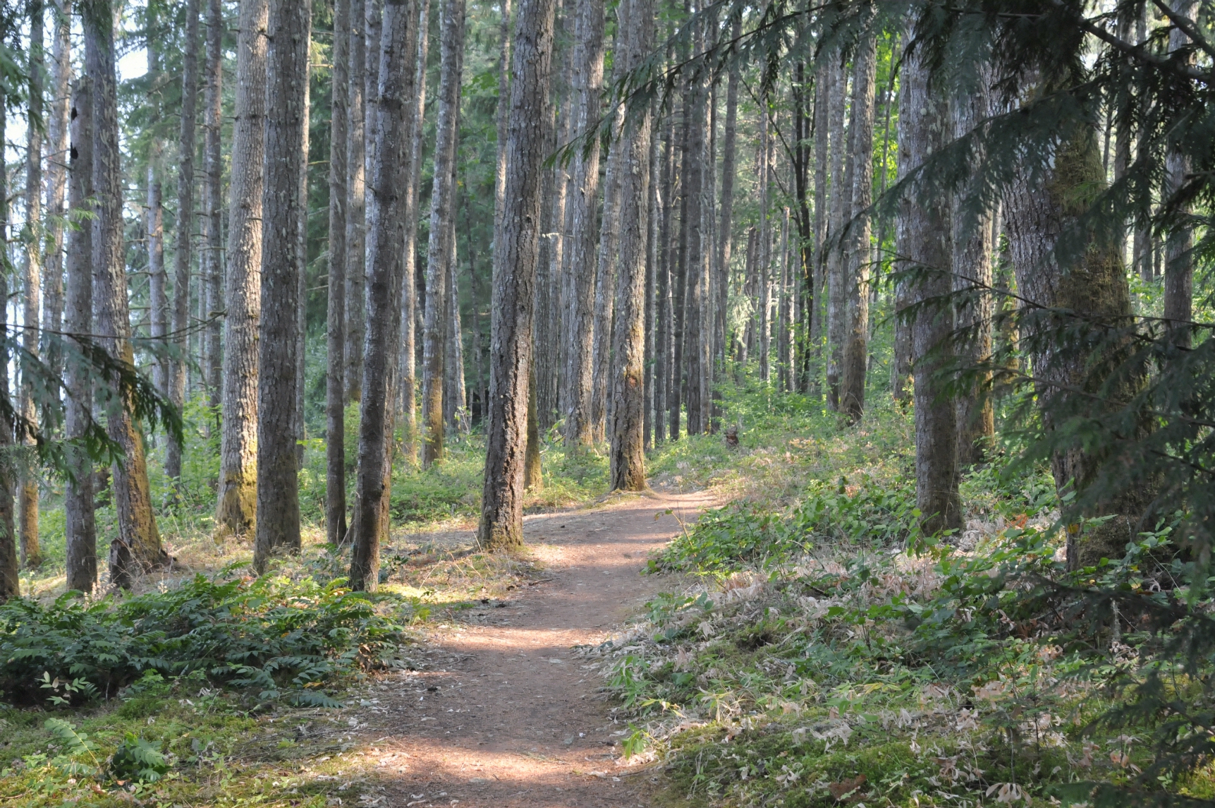 ./Baker_Bay_Campground_20150824_141124_C15_4090.jpg