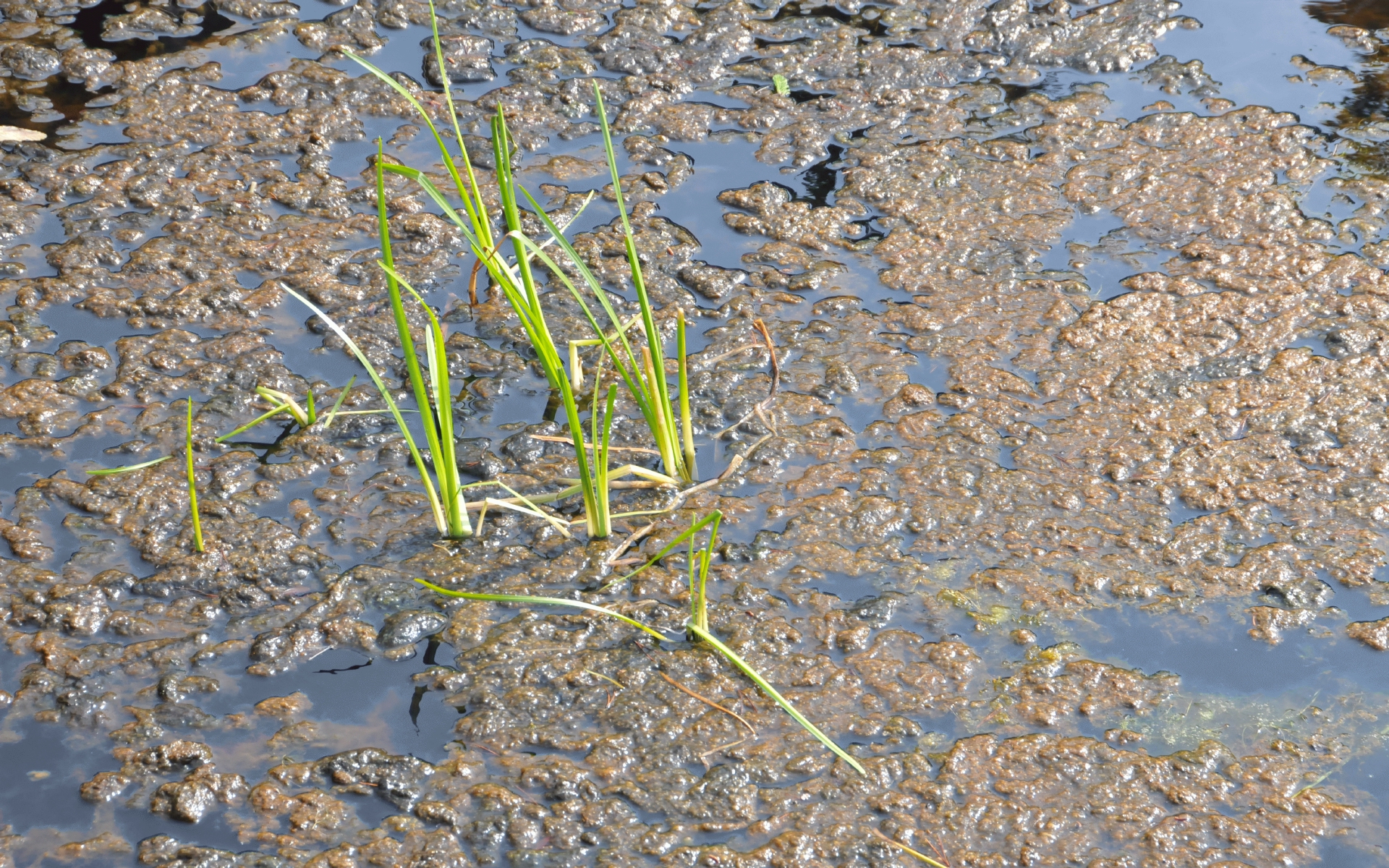 ./Grass_Lagoon_Campground_20230814_163207_C23_0976.jpg