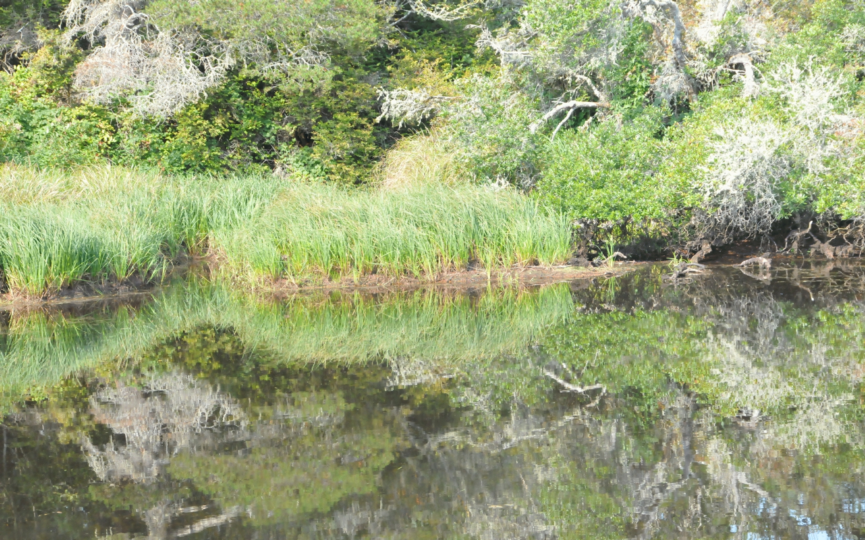 ./Grass_Lagoon_Campground_20230815_103636_C23_1101.jpg