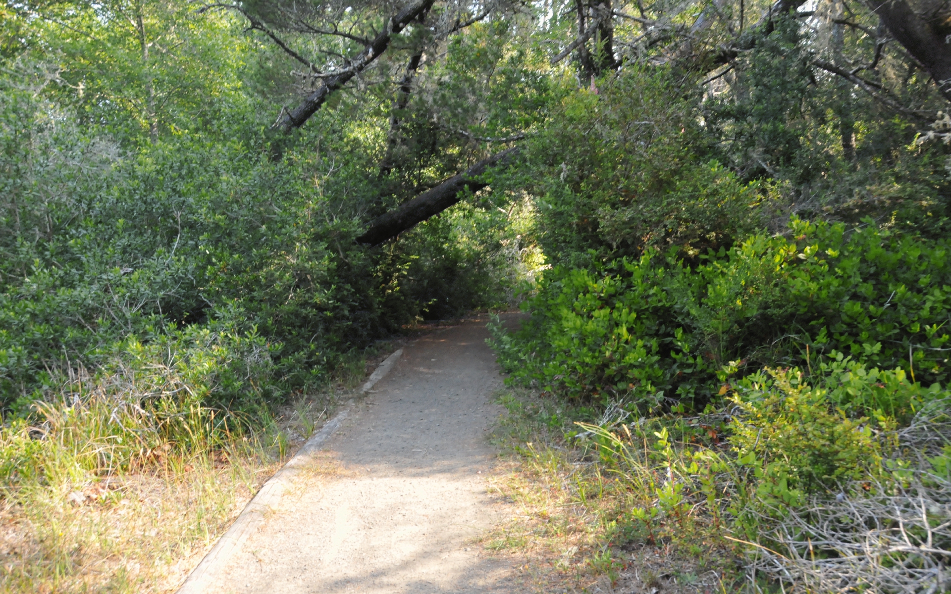 ./Path_Lagoon_Campground_20230815_100414_C23_1042.jpg