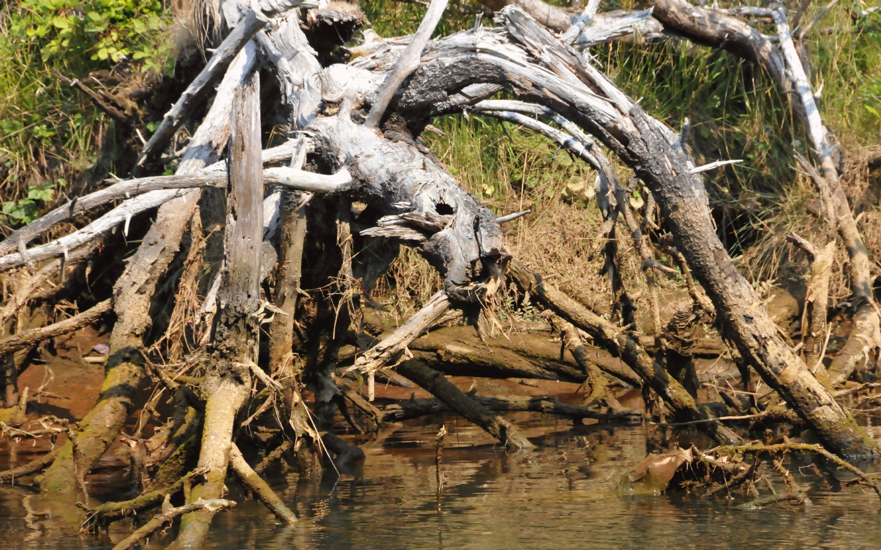 ./Trees_Lagoon_Campground_20230815_104520_C23_1110.jpg