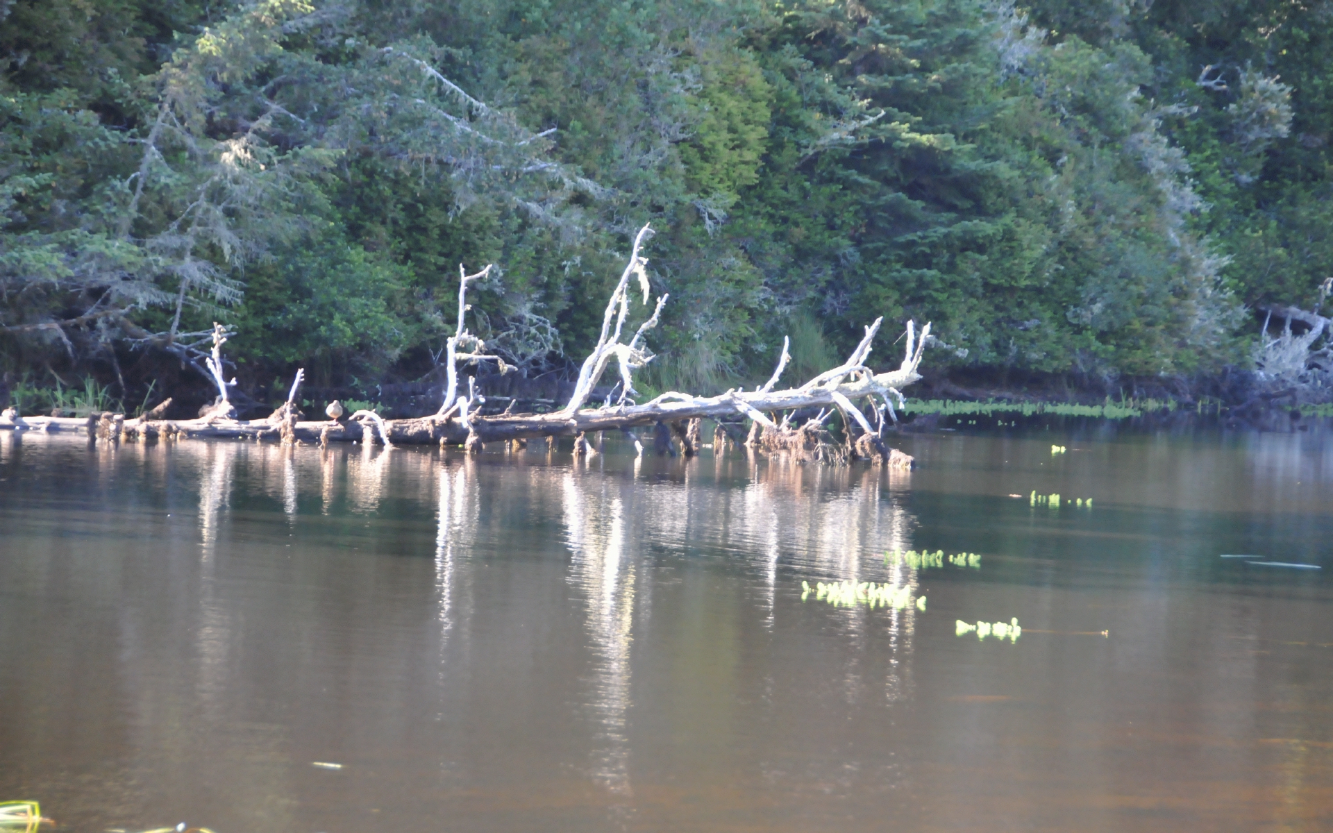 ./Reflections_Lagoon_Campground_20240811_165452_C23_0762.jpg