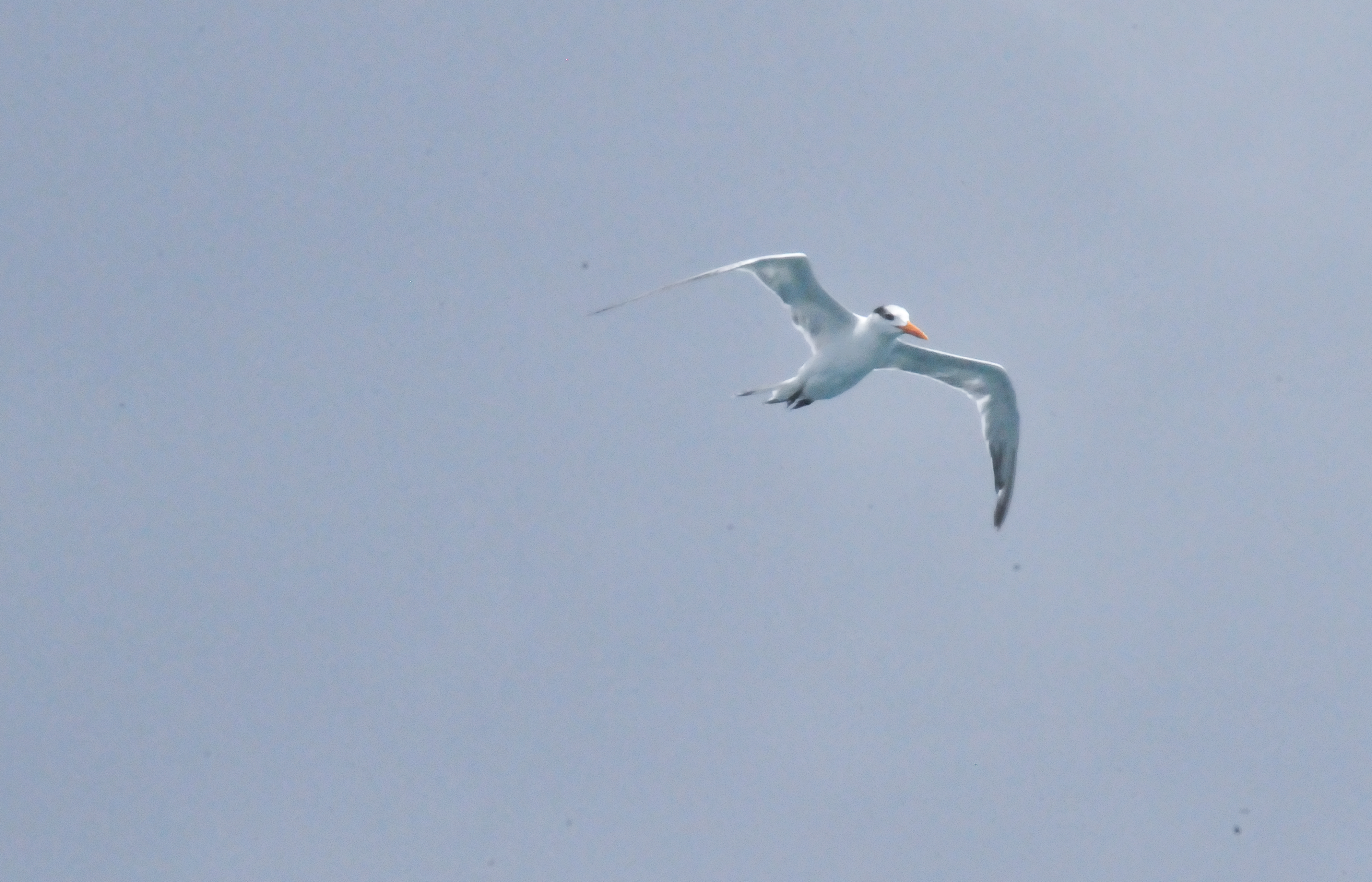 ./Aruba_20140504_133000_T14_0469.jpg