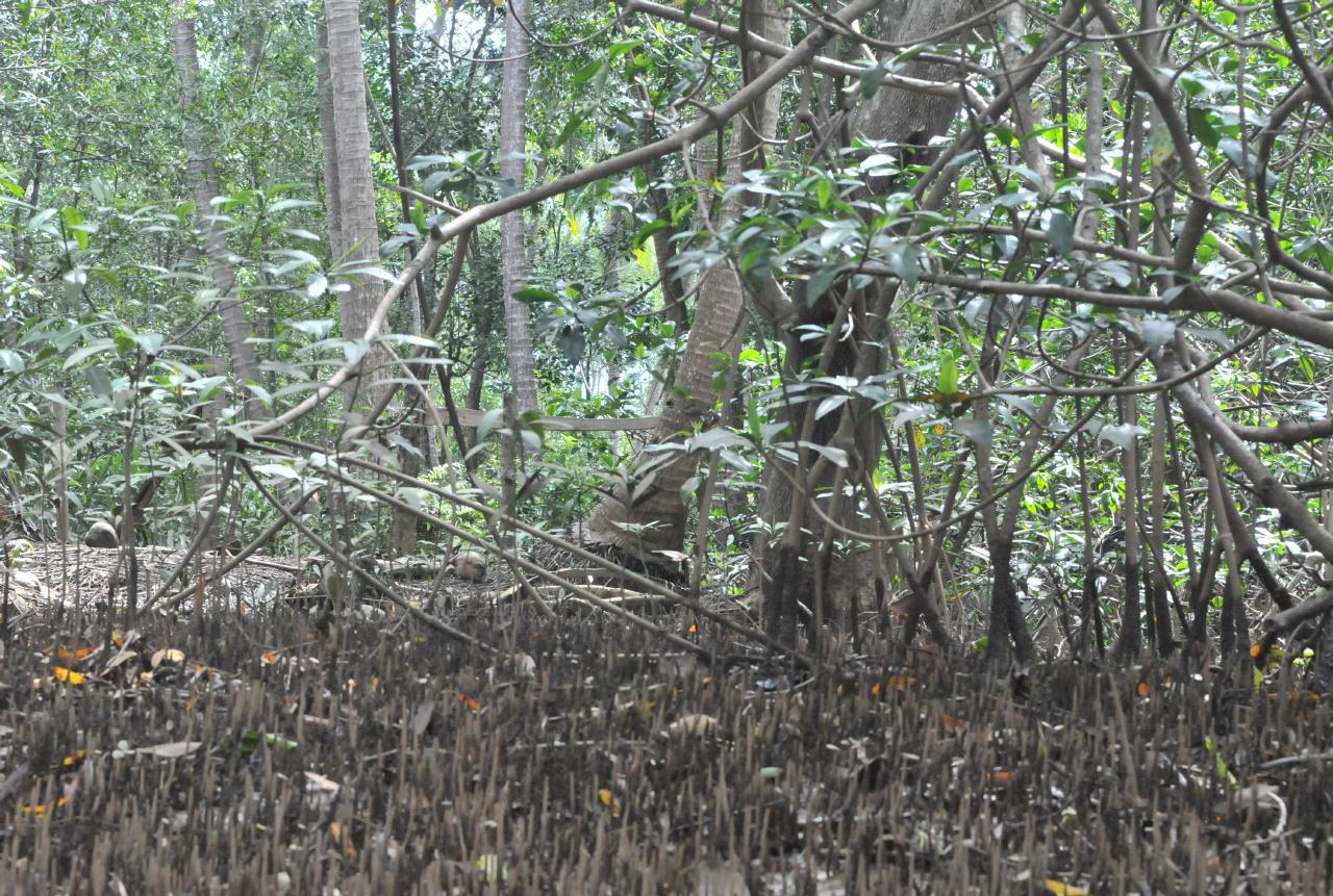 ./MangroveTourQueposCostaRica20080918_06_5587BCX.jpg