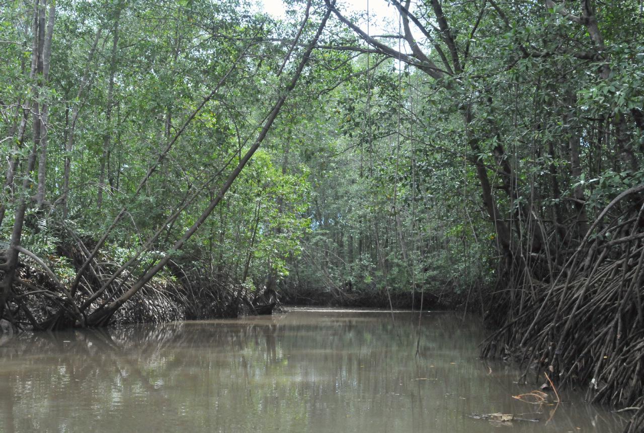 ./MangroveTourQueposCostaRica20080918_09_5590BCX.jpg