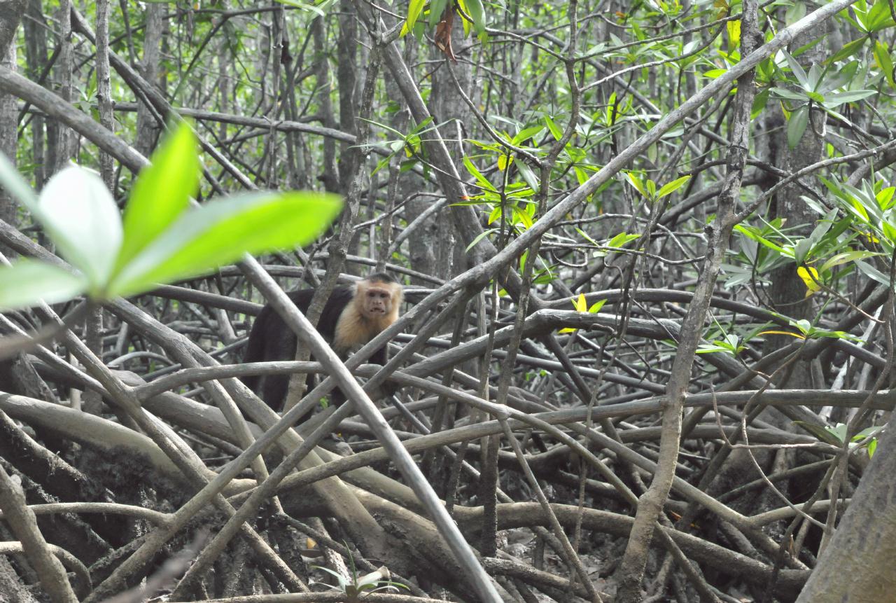 ./MangroveTourQueposCostaRica20080918_15_5605BCX.jpg