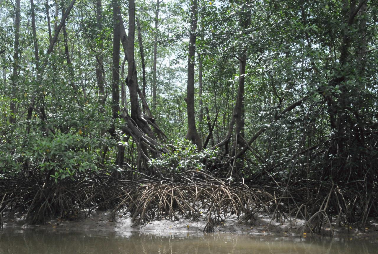 ./MangroveTourQueposCostaRica20080918_16_5611BCX.jpg