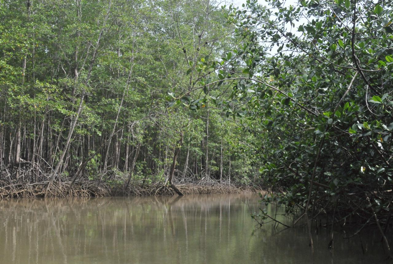 ./MangroveTourQueposCostaRica20080918_17_5614BCX.jpg