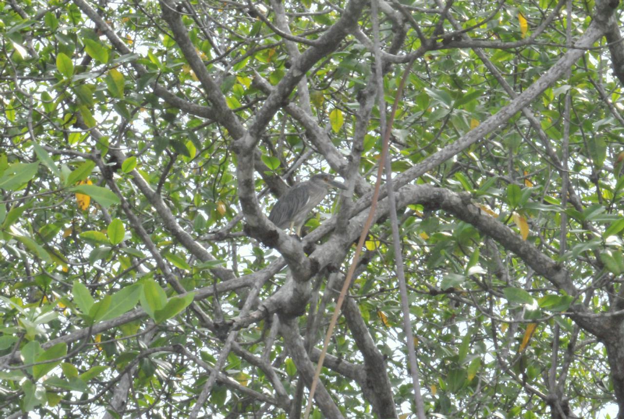 ./MangroveTourQueposCostaRica20080918_22_3012TNT.jpg