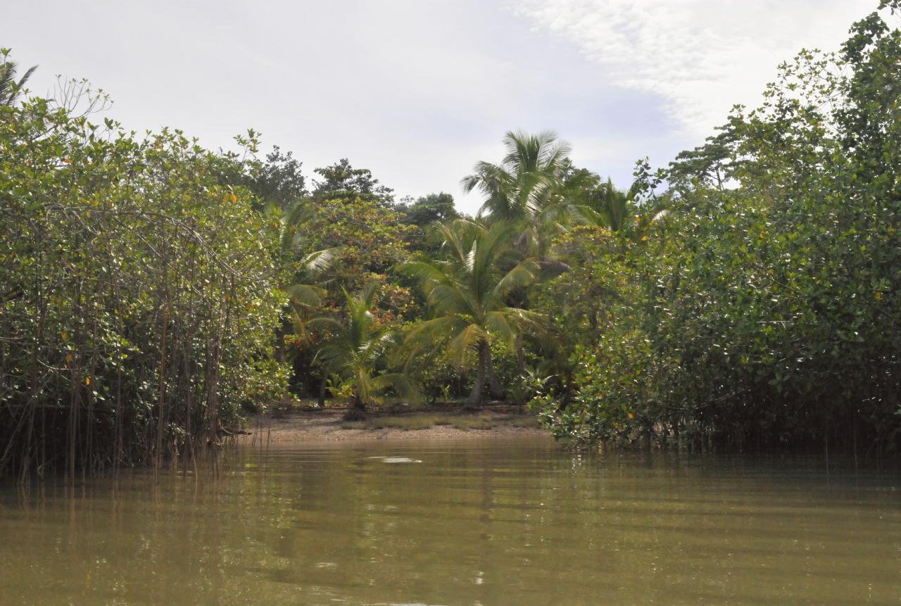 ./MangroveTourQueposCostaRica20080918_23_5630BCX.jpg