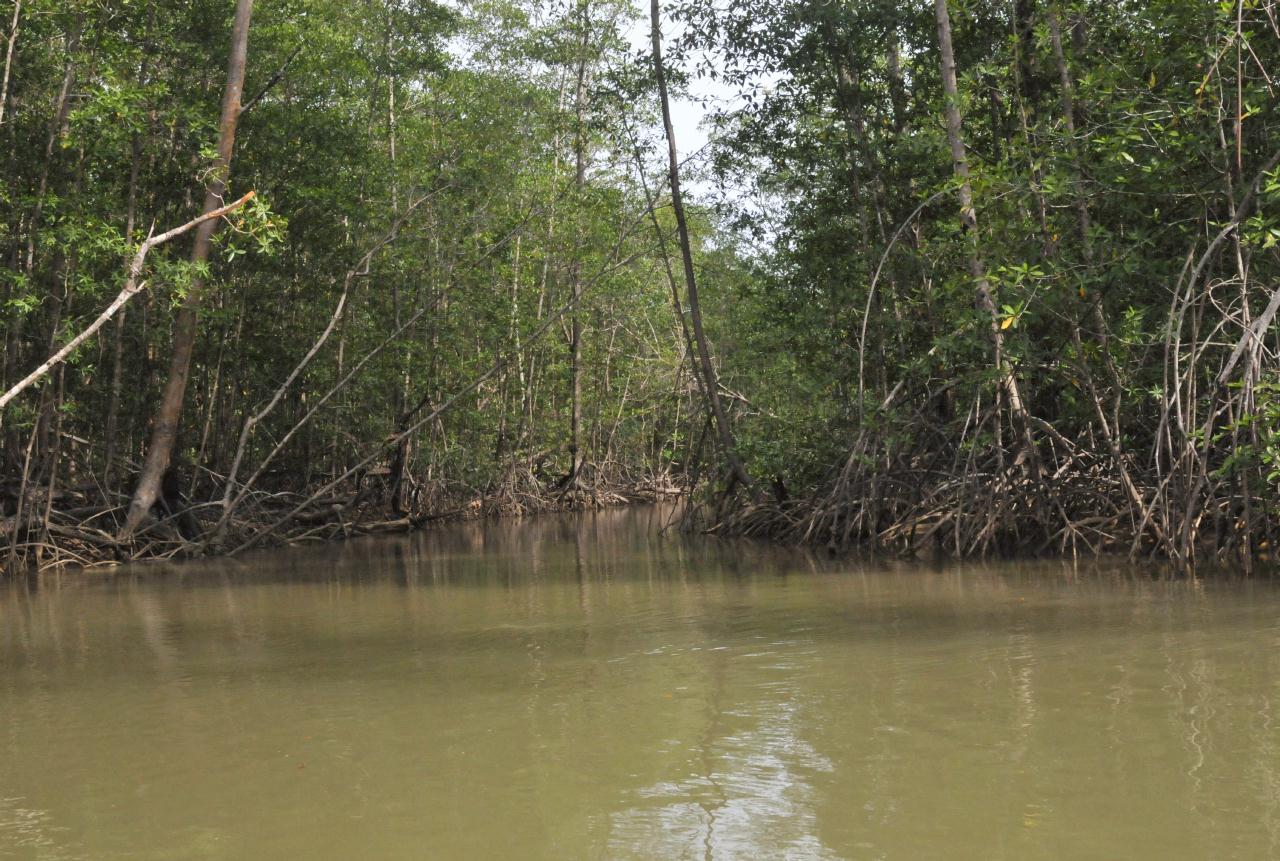 ./MangroveTourQueposCostaRica20080918_27_5639BCX.jpg