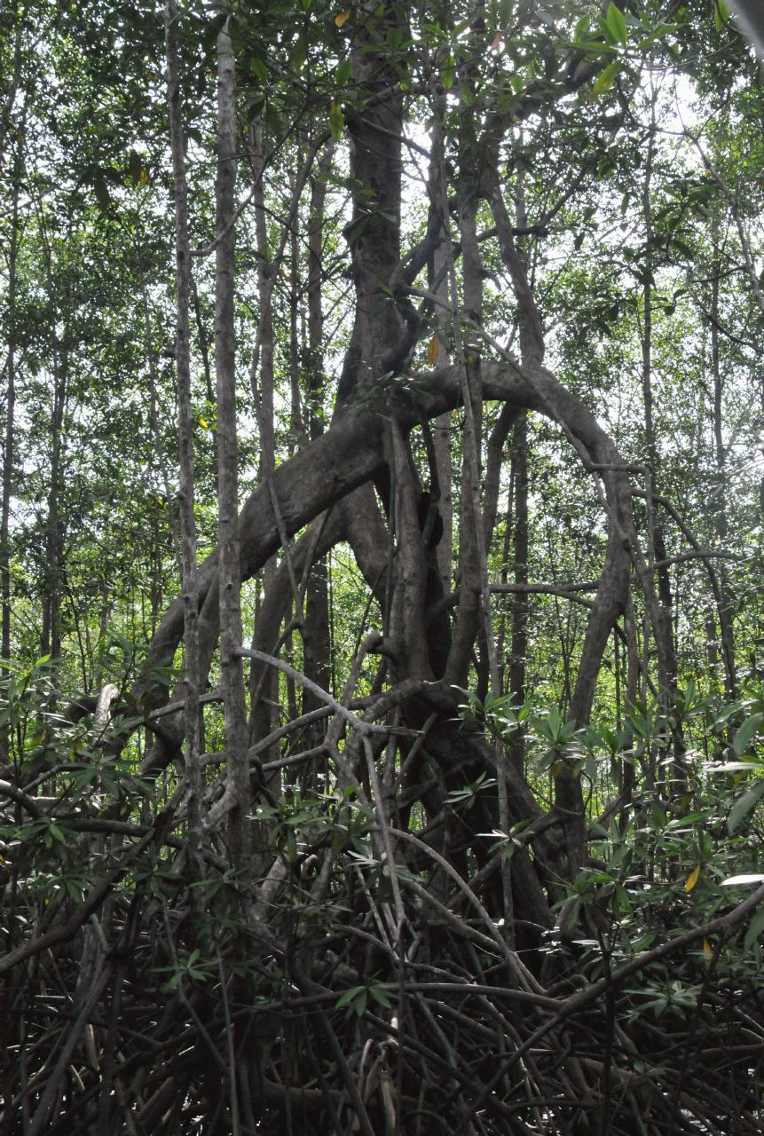 ./MangroveTourQueposCostaRica20080918_28_5643BCX.jpg