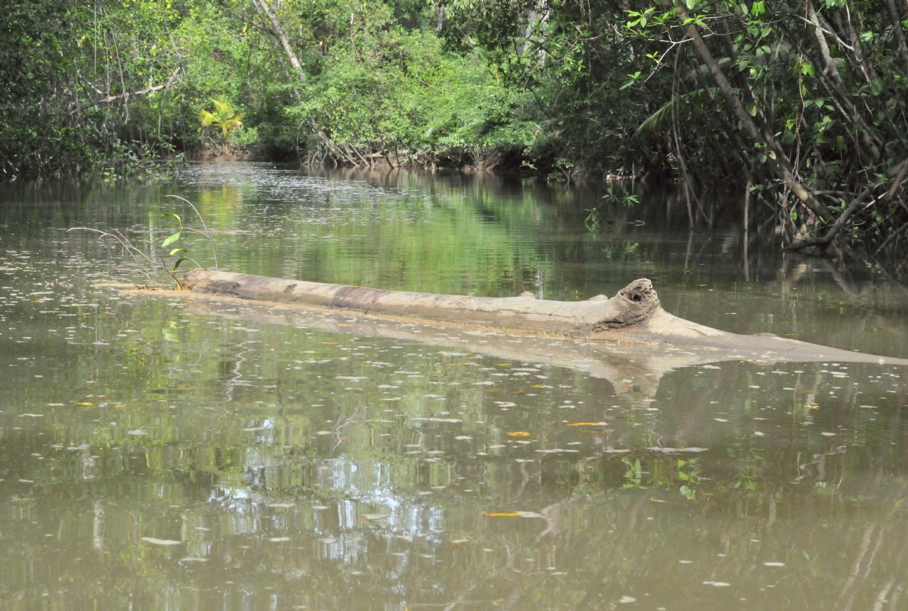 ./MangroveTourQueposCostaRica20080918_29_5648BCX.jpg