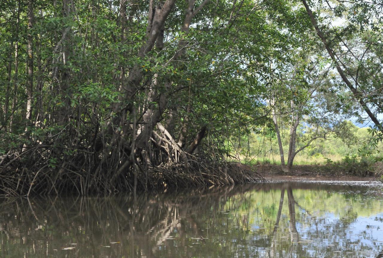 ./MangroveTourQueposCostaRica20080918_30_5650BCX.jpg